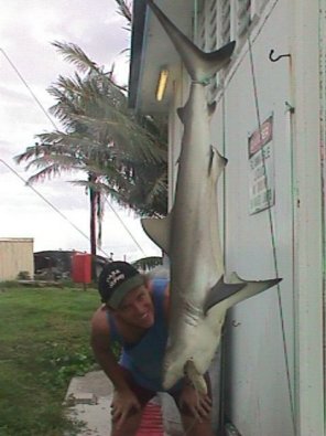 sharkY.jpg (24821 bytes)