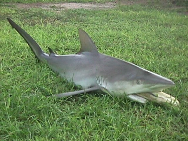 sharka.jpg (77280 bytes)