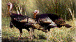 Wild Turkeys