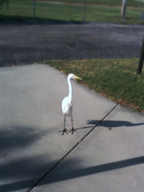 Egret