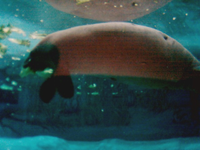 Snooty the Manatee