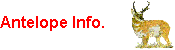 1998 Bear Hunting Information