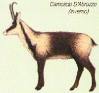 Camoscio in abito invernale