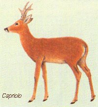 Capriolo