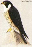 Falco Pellegrino