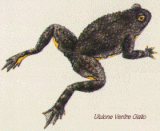 Ululone dal Ventre Giallo