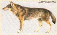 Lupo Appenninico