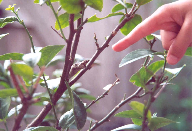 Giant Swallowtail Cocoon