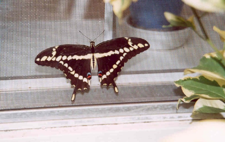Giant Swallowtail