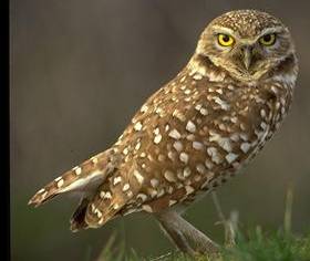 Burrowing Owl