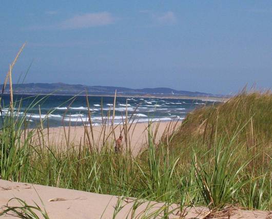 Beach and dune