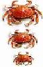 Crabs photo