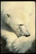 PolarBear photo