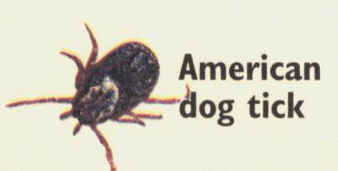 American Dog tick