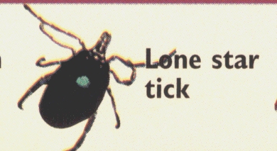 Lone Star tick