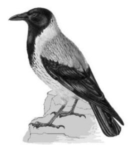 crow-fr.jpg (17241 bytes)