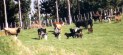 cattle2