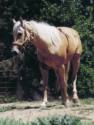 Quarterhorse