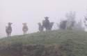 mistcow