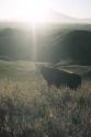 sunset cow