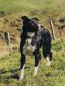 tess2