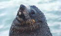 Fur Seal 2