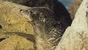 Fur Seal 3