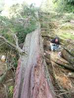 macrocarpa log 1