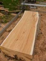 macrocarpa log closeup