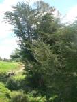 mac tree