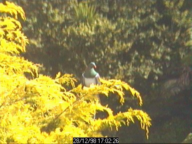kereru1.jpg (35526 bytes)