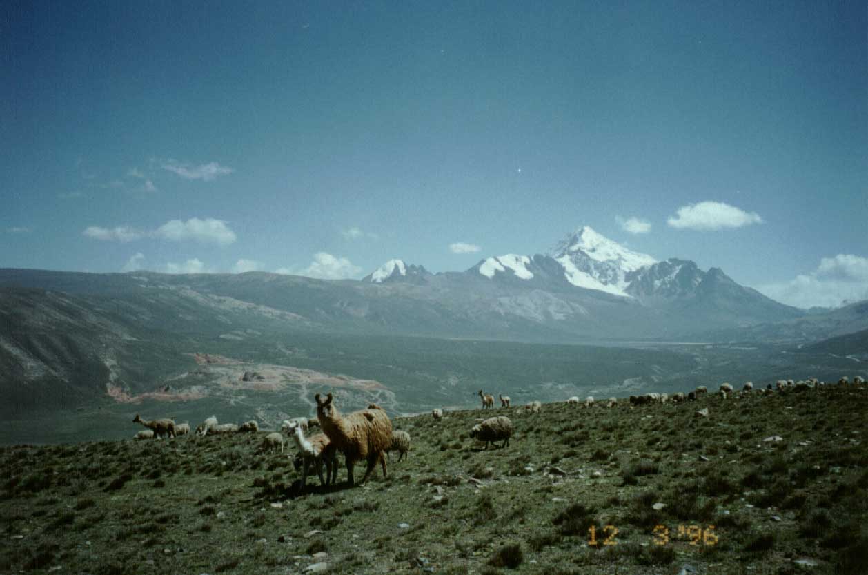 01Llamas-LaPaz.jpg (81676 bytes)