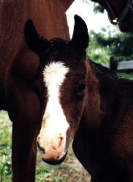 foal