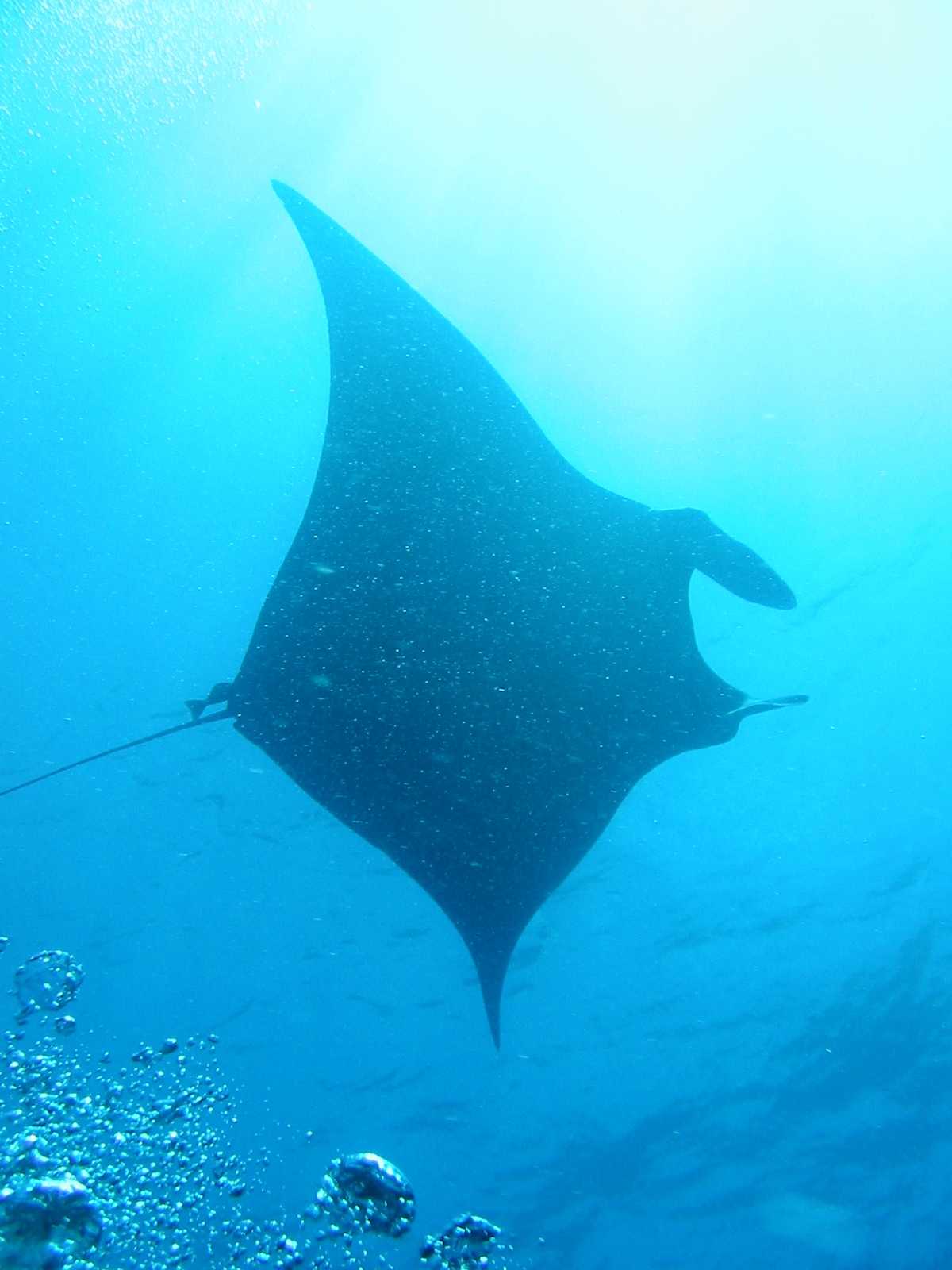 Manta at Aliwal Shoal