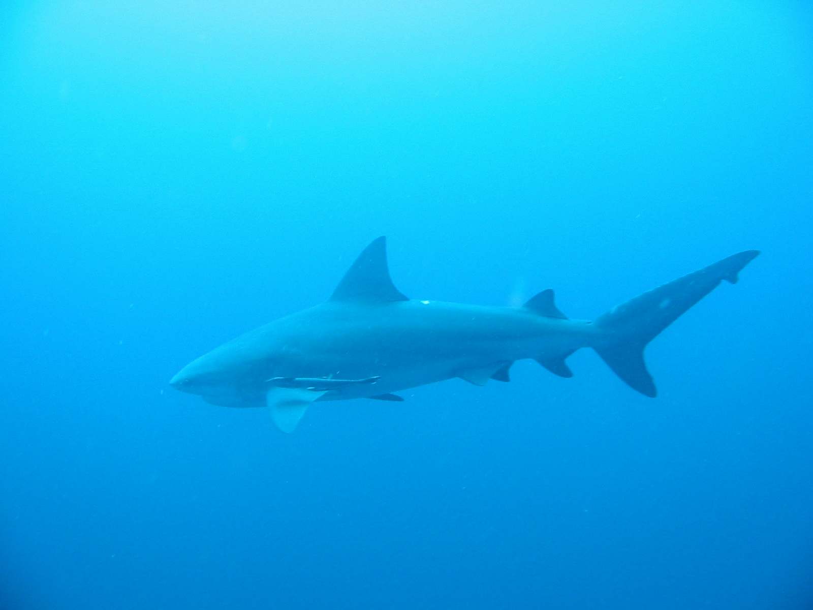 Sharks at Aliwal Shoal