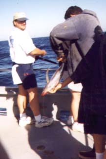 albie05.jpg - 43605 Bytes