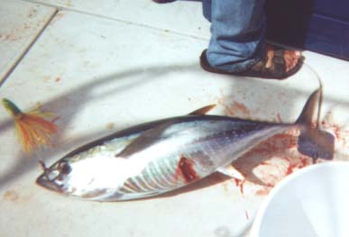 tuna3.jpg - 45742 Bytes