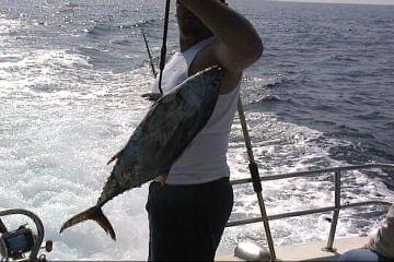 tuna4.jpg - 22542 Bytes