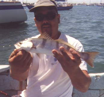 wsb01.jpg - 60372 Bytes