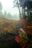 Misty trail