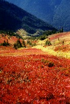 Red and Green