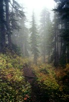Thursday's trail