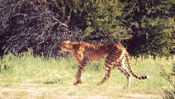 1cheetah.jpg (29912 bytes)