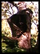 raccoon in tree