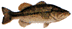 blackbass.gif (1325 bytes)