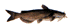 catfish.gif (906 bytes)