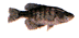 crappie.gif (1234 bytes)