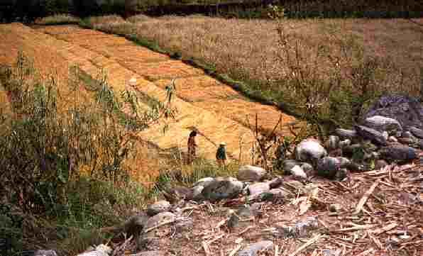 Women harvesting the grain