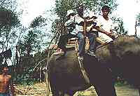 elephant ride