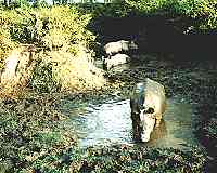  three rhinos in a mud hole